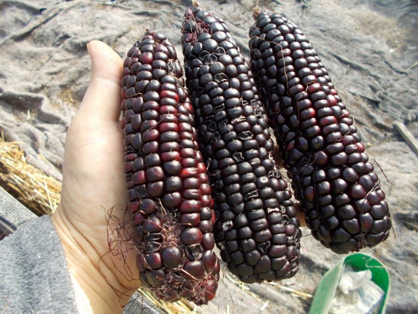  - SEMINTE PORUMB - PURPLE CORN - P 14