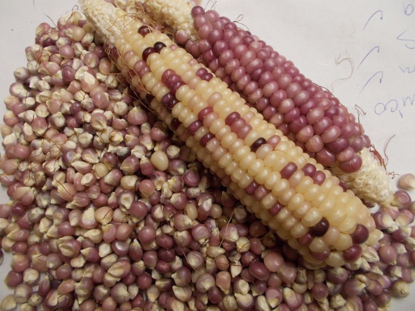  - SEMINTE PORUMB POPCORN- P 02