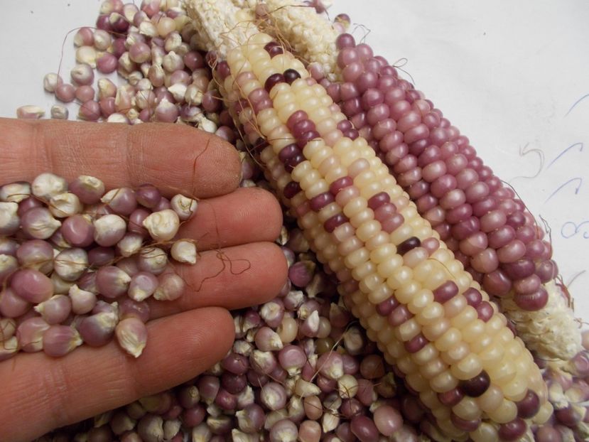  - SEMINTE PORUMB POPCORN- P 02