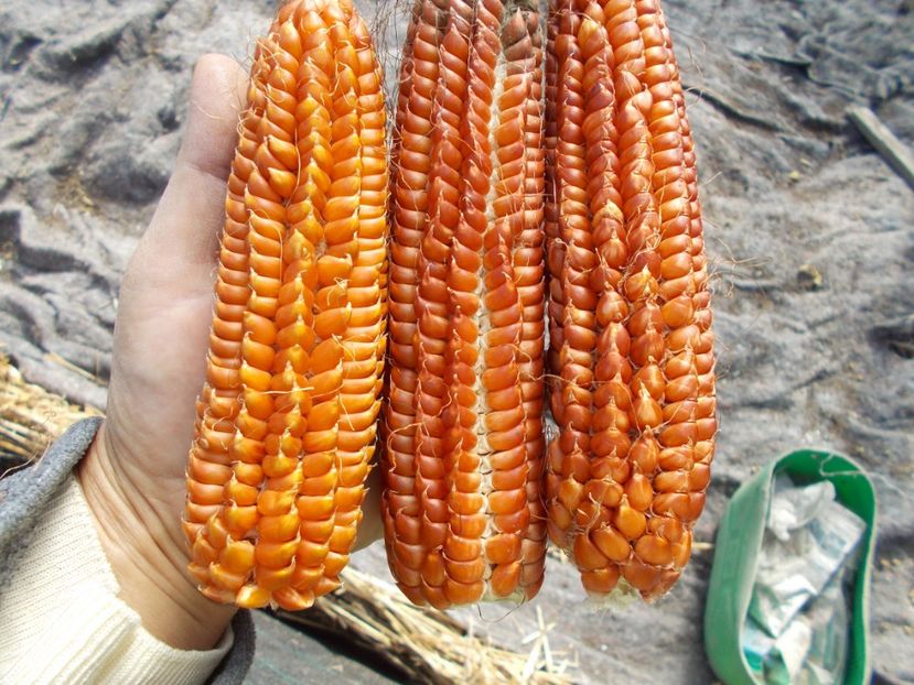  - SEMINTE PORUMB INDIAN ANTIC - PIGNOLETTO ROSSO DI BANCHETTE - P 06