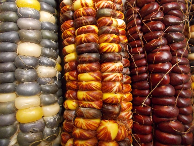  - SEMINTE PORUMB INDIAN - MANDAN MIX - P 15