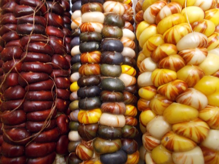  - SEMINTE PORUMB INDIAN - MANDAN MIX - P 15