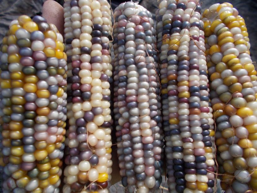  - SEMINTE PORUMB POPCORN - P 18