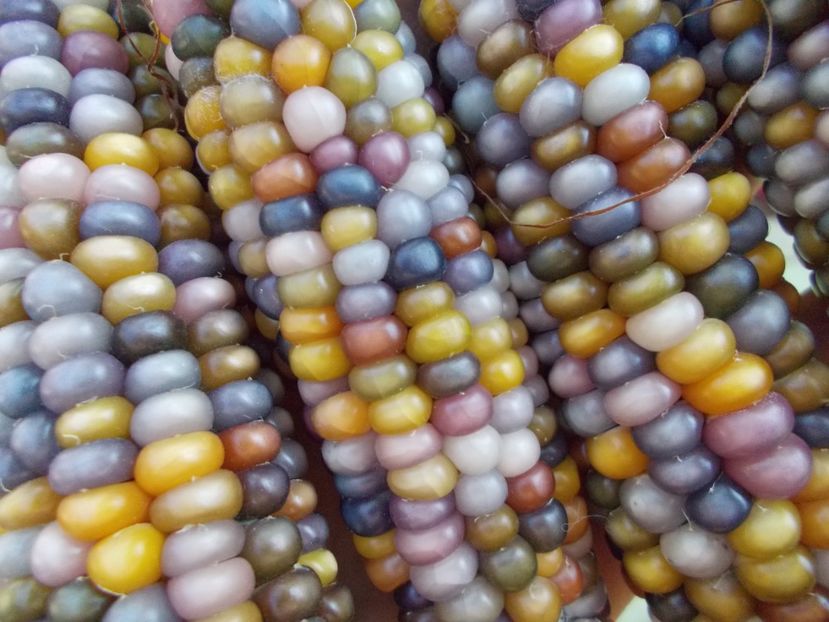  - SEMINTE PORUMB POPCORN - P 18