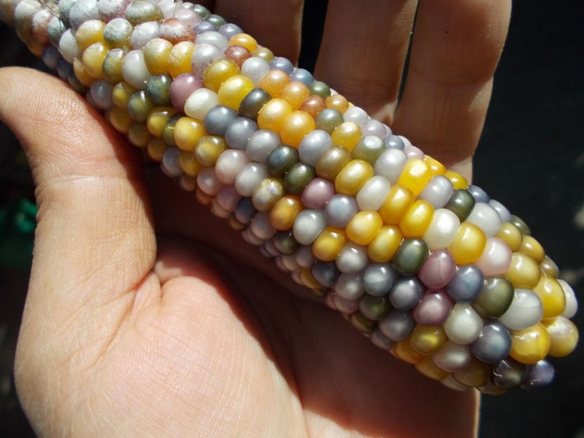  - SEMINTE PORUMB POPCORN - P 18