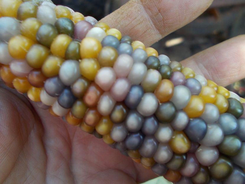  - SEMINTE PORUMB POPCORN - P 18