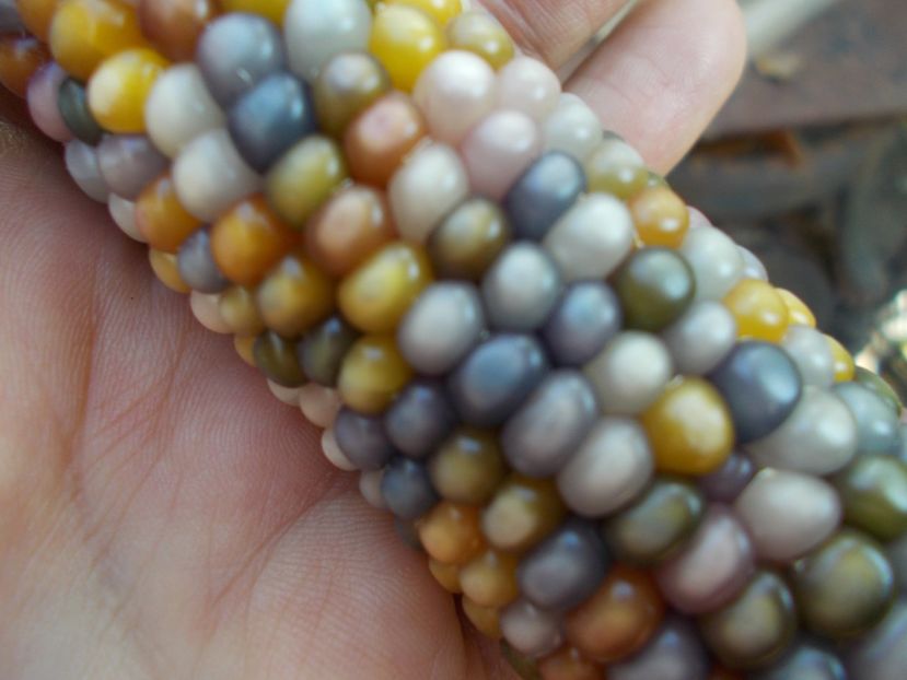  - SEMINTE PORUMB POPCORN - P 18