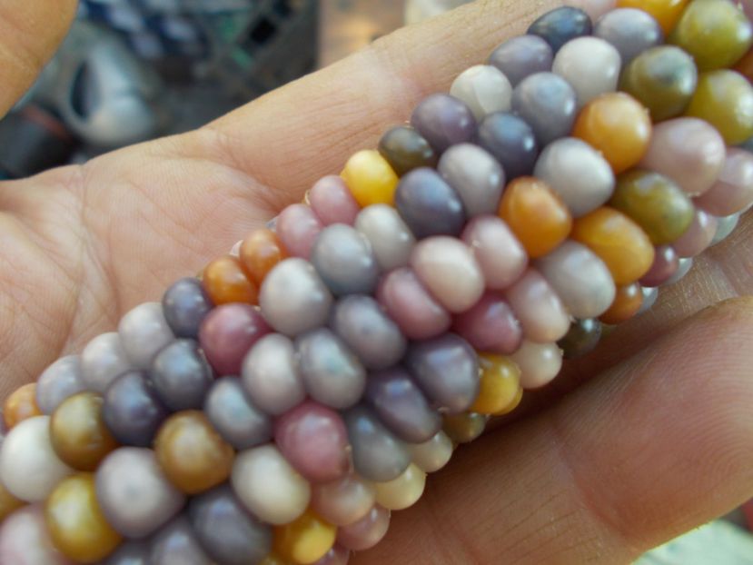  - SEMINTE PORUMB POPCORN - P 18