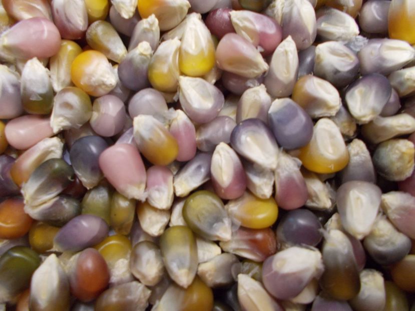  - SEMINTE PORUMB POPCORN - P 18