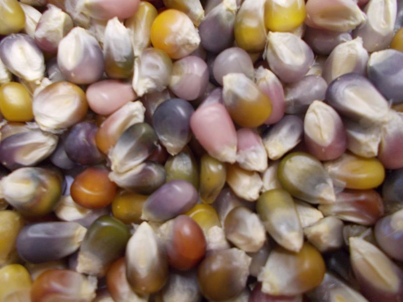  - SEMINTE PORUMB POPCORN - P 18