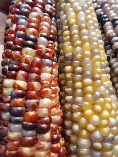  - SEMINTE PORUMB POPCORN - P 03