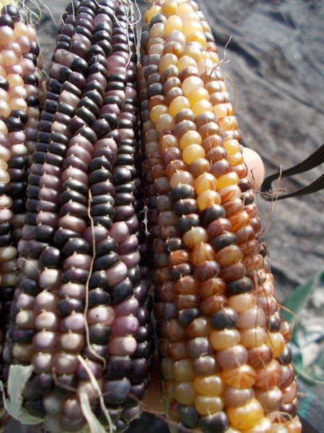  - SEMINTE PORUMB POPCORN - P 03