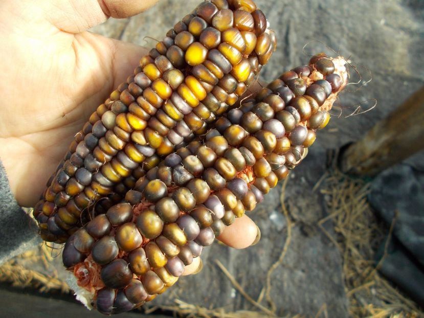  - SEMINTE PORUMB INDIAN - P 12