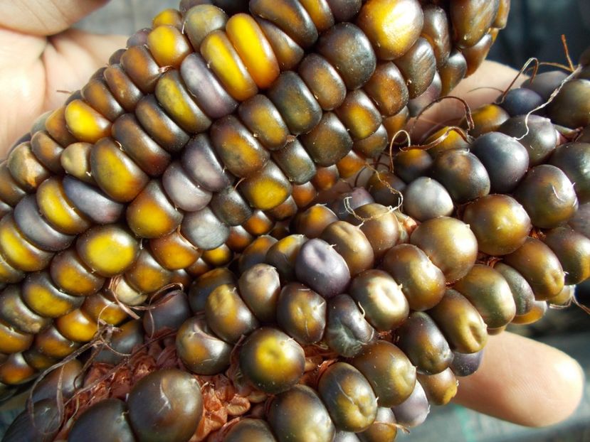  - SEMINTE PORUMB INDIAN - P 12