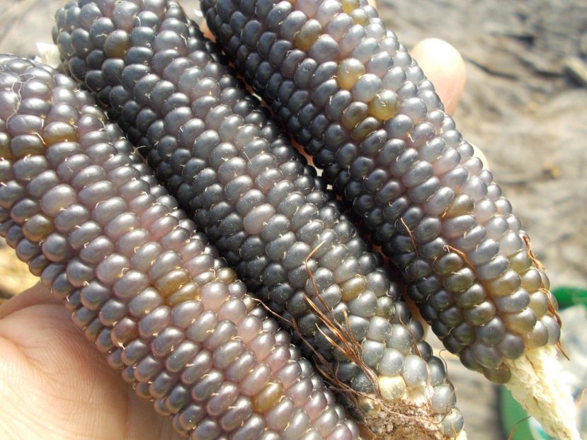  - SEMINTE PORUMB POPCORN - P 21