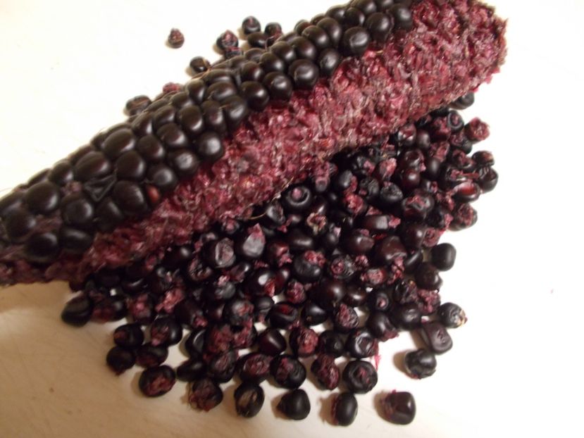  - SEMINTE PORUMB - PURPLE CORN - P 14