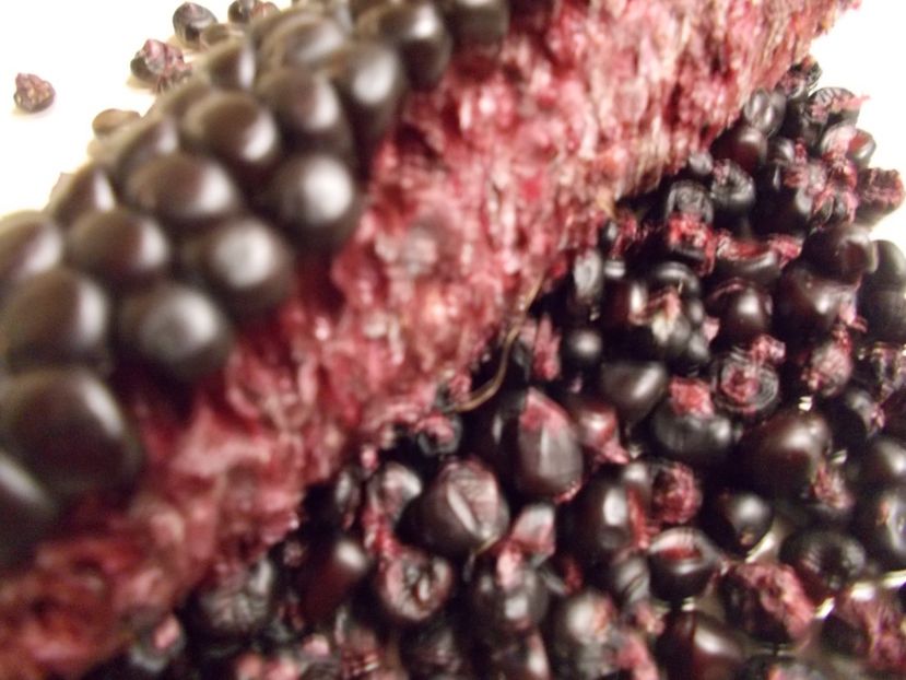  - SEMINTE PORUMB - PURPLE CORN - P 14