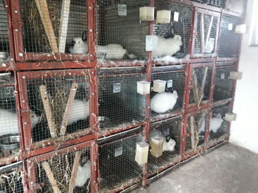 05.10.2018 - ADAPOST - CALIFORNIAN