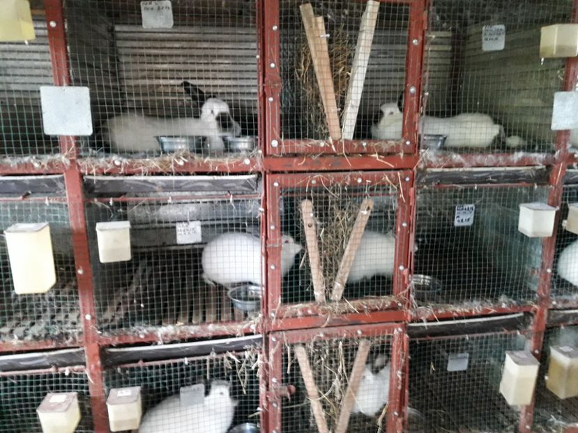  - ADAPOST - CALIFORNIAN