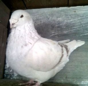 110481404_CSEOXIA - - A - CRESCATOR POLIVALENT