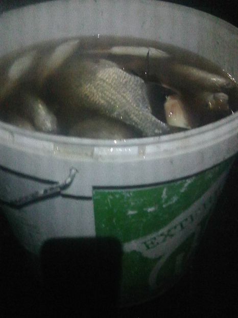 Photo0419 - BRAT SULINA DELTA 2018