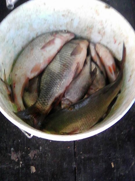 Photo0424 - BRAT SULINA DELTA 2018