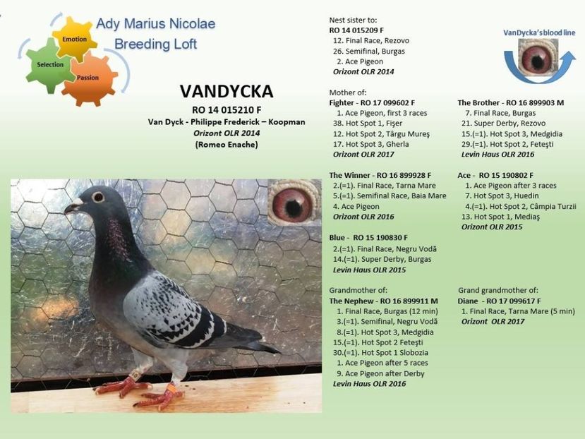 VANDYCKA - RO 2018 1001916 - STRONG