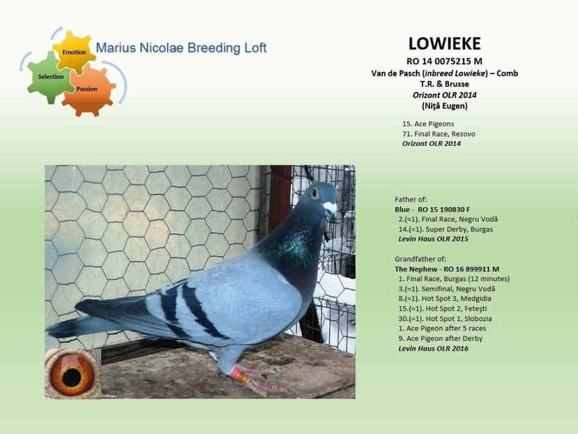 LOWIEKE - RO 2018 1001916 - STRONG