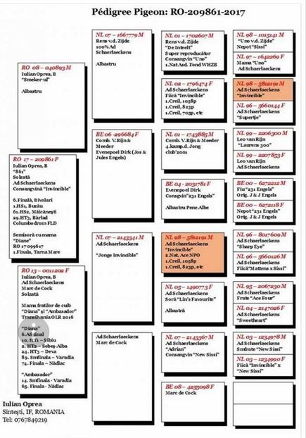 SPEEDY - pedigree - RO 2018 1001916 - STRONG