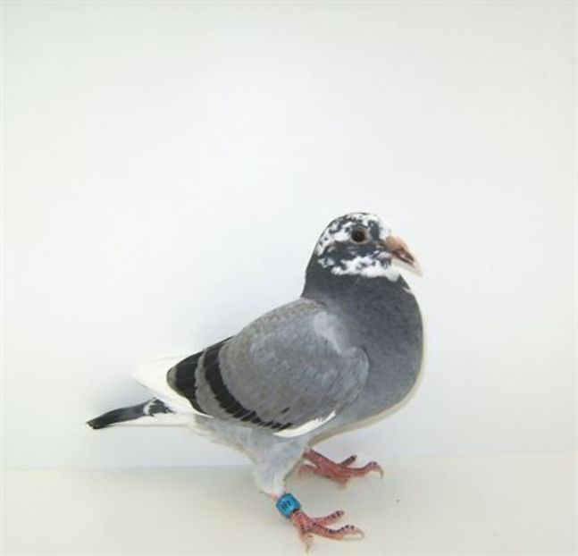 DV 08964 16 486 - OLD RING - DV 08964 16 486 - OLD RING