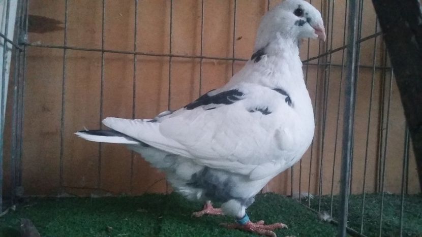 F 2018 Vaduta - DE VANZARE DIN MATCA 2018