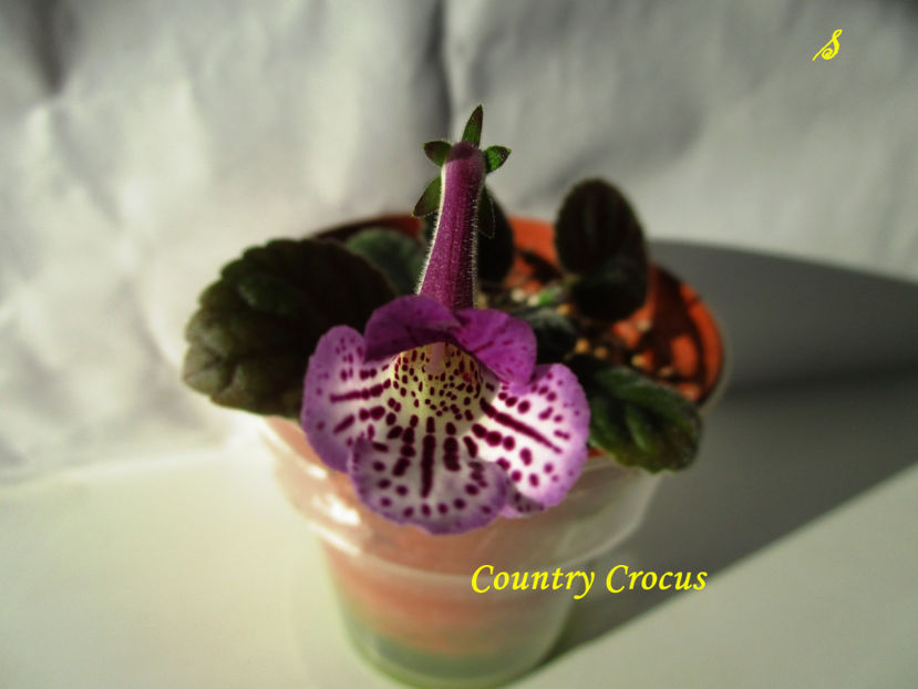 Country Crocus(5-x-2018) - Sinningii 2018