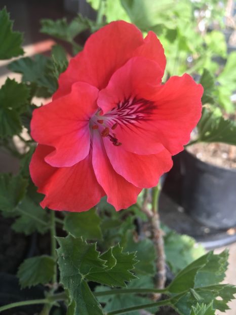 A970041E-837E-41E3-8A06-1896D8F07D2B - Muscate 2018