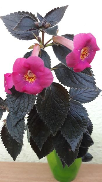  - R19 - Polly Tan xA