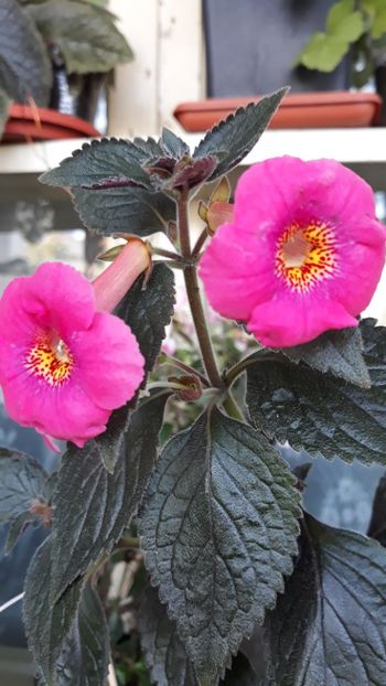  - R19 - Polly Tan xA