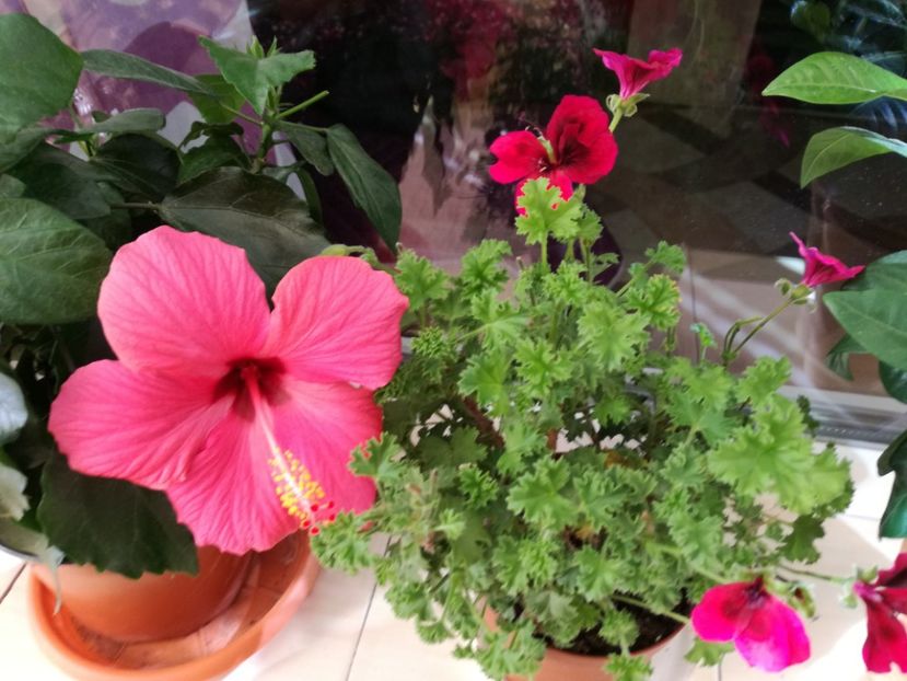 - hibiscus