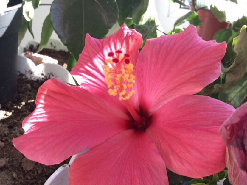 29639196-A00C-4E4B-905B-9C9DF32355DEnr - hibi mei infloriti