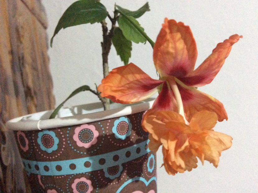 75DD246B-4B85-454E-BA60-3D2E0841C65C - hibi mei infloriti