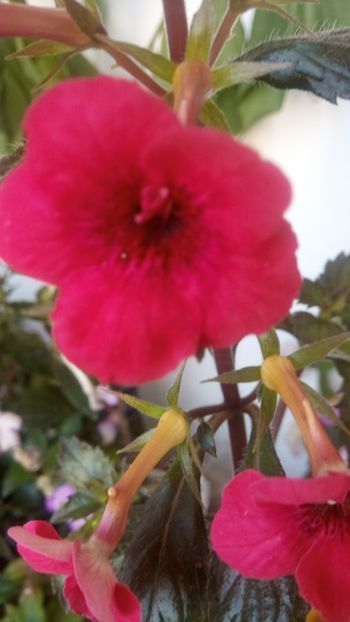  - Indian summer-pierdut