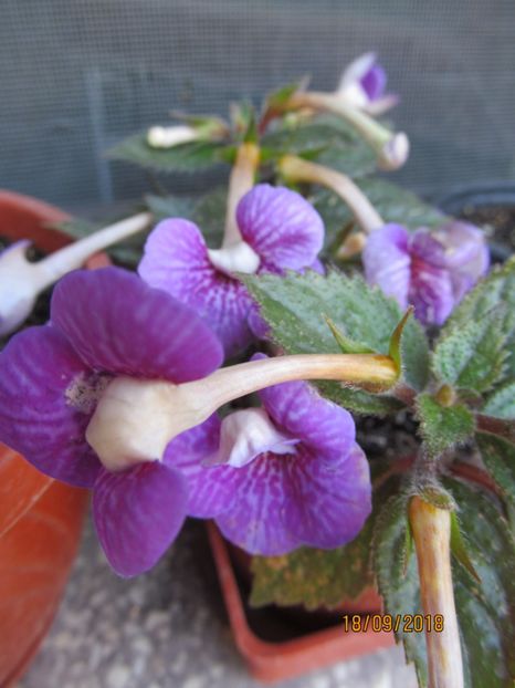  - ACHIMENES 2020 - VANZARI HIBRIZI