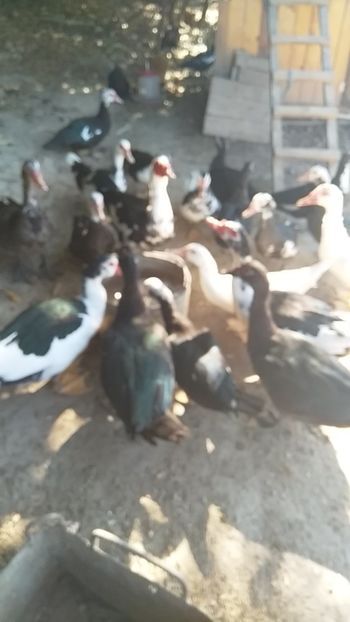  - ratele mele lesesti 2