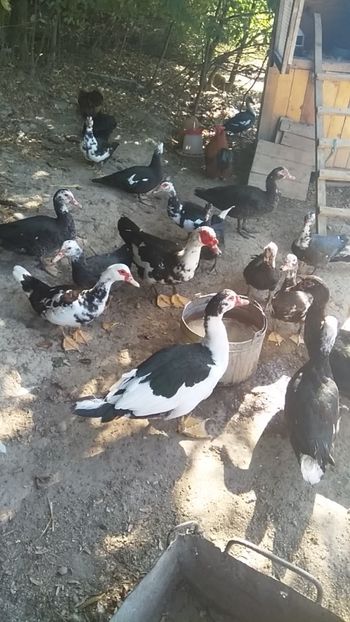  - ratele mele lesesti 2