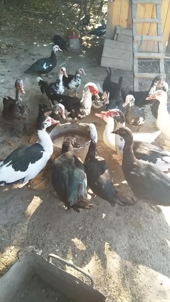  - ratele mele lesesti 2