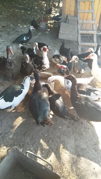  - ratele mele lesesti 2