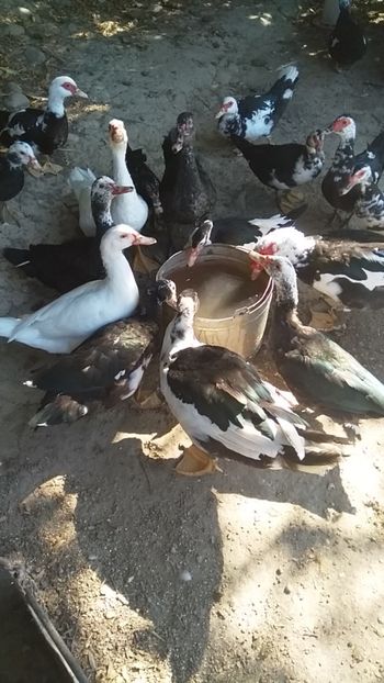  - ratele mele lesesti 2