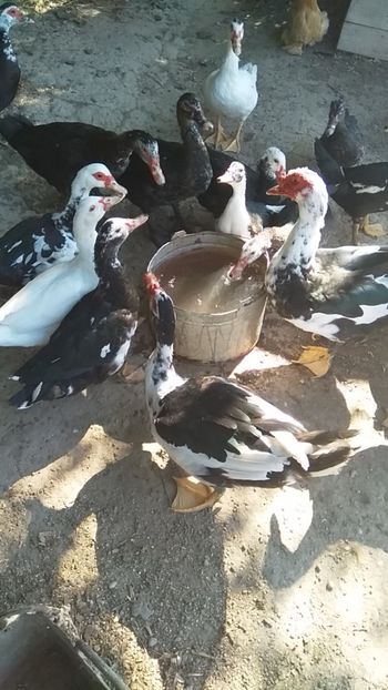  - ratele mele lesesti 2
