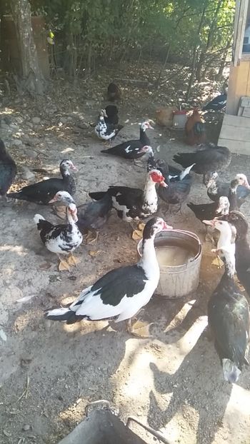  - ratele mele lesesti 2