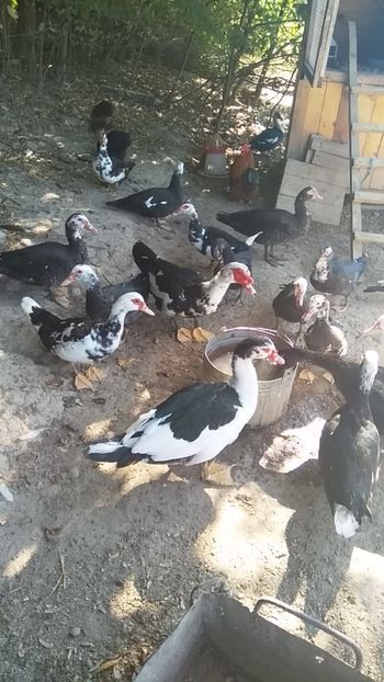  - ratele mele lesesti 2