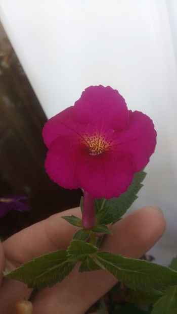  - Claret-pierdut