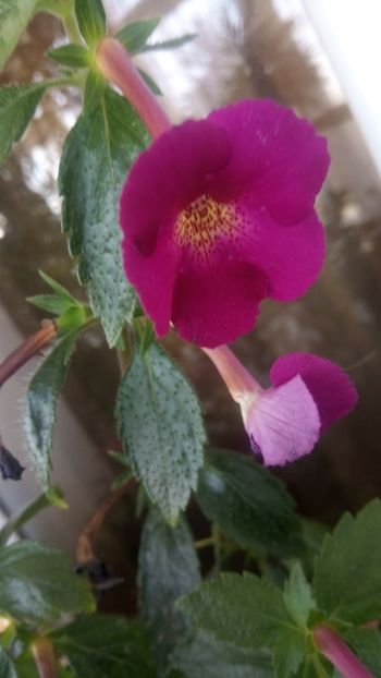  - Claret-pierdut